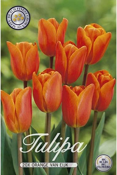 Tulip Orange van Eijk 20-pakning